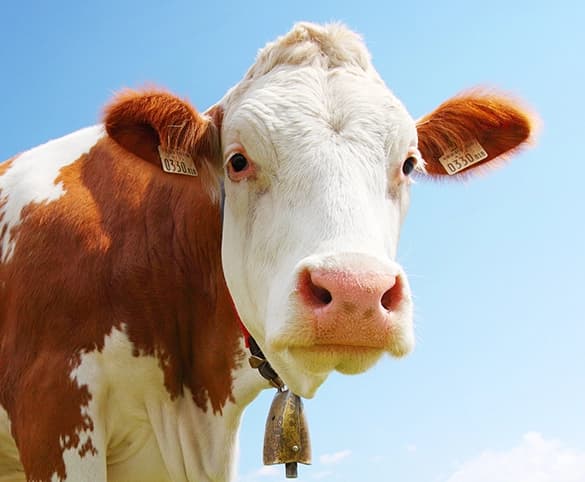 Нашата история